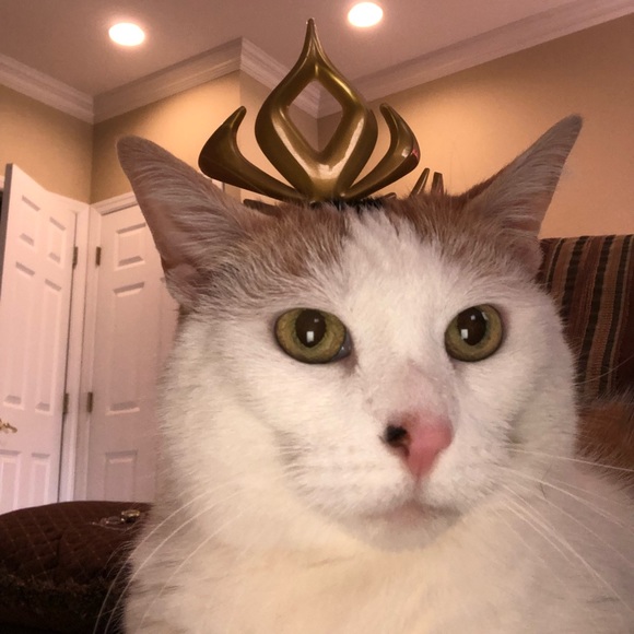 Meet your Posher, Maggie - Picture 3 of 8